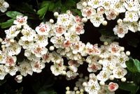 Crataegus monogyna - Hawthorn flowering in May