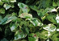 Persicaria virginiana 'Painters Palette'