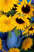 French enamel water jug with Helianthus annus, single and double