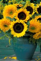 Helianthus annus  - single and double Sunflowers in Green glazed pot.