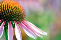 Echinacea - Coneflower