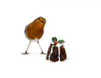 Robin with Christmas Pudding
