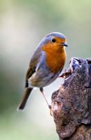 Robin on tree stump