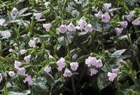 Pulmonaria  'Sissinghurst White'