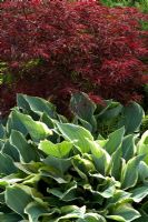 Hosta 'Regal Splendor' with Acer palmatum 'Red Dragon' at Cypress House in Dalton 
