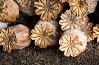 Dried Papaver somniferum - Poppy seedheads and seeds