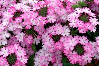 Verbena Magelana Pink Swirl 'Carspiswi' flowering in June