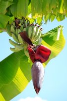 Musa plant with Bananas and flower 