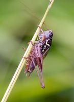 English cricket on a grass stem 