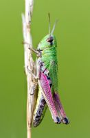 Close-up of a green grasshopper grass covered in morning dew
