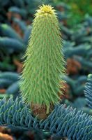 Abies procera, May 26th, Time lapse, Sequence 6, New female cone forming. 