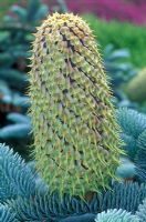Abies procera, June 26th Summer, Time lapse, Sequence 8, New female cone forming. 