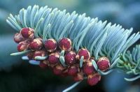 Abies procera. Noble Fir. April 3rd. Time lapse 3. Close up of male flowers developing.