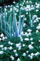 Anemone nemorosa 'Flore Pleno' and Iris pallida 'Argentea Variegata'.  