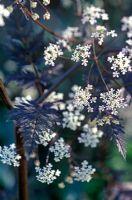 Anthriscus sylvestris 'Ravenswing' 