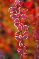 Berberis thunbergii 'Coronita' covered in frost.