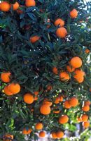 Citris aurantium - Seville Orange. Portrait of foliage and fruit.