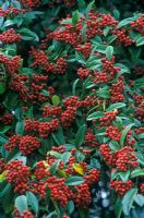 Cotoneaster frigidus 'Cornubia' 

