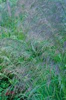 Deschampsia cespitosa 'Bronzeschleier' Bronze veil - Tufted hair grass, Tussock grass.