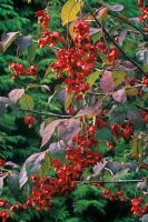 Euonymus planipes with berries