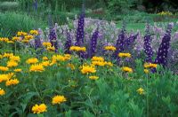 Heliopsis 'Jupiter' - False Sunflower in border with Delphinium 'Elmfreude' in July 