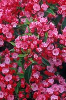 Kalmia latifolia 'Ostbo Red Secretts' - Spoonwood 