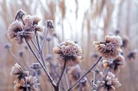 Ligularia dentata 'Desdemona' in January with frosted seedheads.
