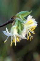 Lonicera x purpusii - Winter Honeysuckle