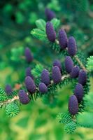 Abies koreana - Korean fir with purple cones in June 