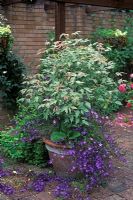 Acer negundo 'Flamingo' with Campanula poscharskyana 'Stella' in container.