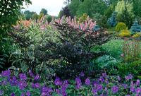 Actaea simplex Atropurpurea Group 'Brunette', Geranium himalayense, Symphytum X uplandicum 'Variegatum' and Persicaria bistorta 'Superba'. 