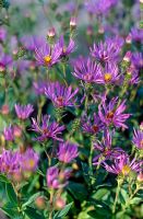 Aster spectabilis - Starwort 