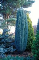 Chamaecyparis lawsoniana 'Blue Surprise' - False cypress Lawson cypress. 