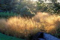 Deschampsia cespitosa 'Goldtau' syn 'Golden Dew' and seedlings - Tufted hair grass 