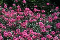 Verbena 'Sissinghurst' flowering in September