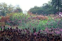 Autumn border with Echinacea purpurea 'Kims Knee High', Verbena bonariensis in October at The Summer Garden, Bressingham, Norfolk 