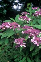 Hydrangea aspera Villosa Group - Rough leaved Hydrangea flowering in September  