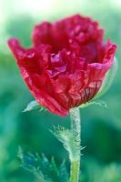 Papaver 'Medallian' - Opening poppy sequence 4 - Close up of opening flower