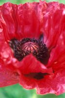 Papaver 'Medallian' - Opening poppy sequence 6 - Close up of red flower fully open.
