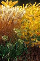 Mixed Autumn border with Agapanthus 'Loch Hope', 'Miscanthus sinensis 'Ferner Osten' and Rhus typhina 'Dissecta'  