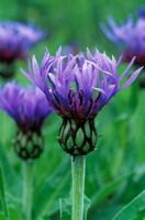 Centaurea montana 

