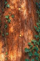 Sequoiadendron giganteum - California big tree trunk 