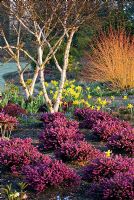 Winter border with Heathers, Trees, Shrubs and Bulbs. Erica x darleyensis 'Kramers Rote', Betula apoiensis 'Mount Apoi', Narcissus 'February Gold' and Cornus sanguinea 'idwinter Fire' rch, late winter, early spring. Designer Adrian Bloom.