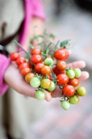 Harvesting Tomatoes 'Gardeners Delight'