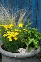 Coreopsis 'Zagreb', Stipa teunissima and Polpodium vulgare in an autumn container with a piece of gnarled wood as decoration. Inspired by the wild heathland vegetation of the New Forest