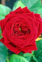 Rosa 'Eclair', hybrid perpetual rose