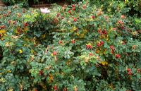 Rosa 'Fru Dagmar Hastrup'. Rugosa rose with autumn berries.