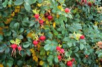 Rosa 'Fru Dagmar Hastrup'. Rugosa rose with autumn berries
