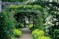 Rose arbour with clematis and Alchemilla mollis at Mannington Hall rose garden, Norfolk