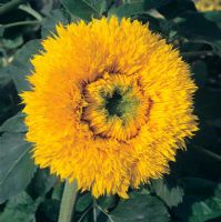 Helianthus titanic - Sunflower